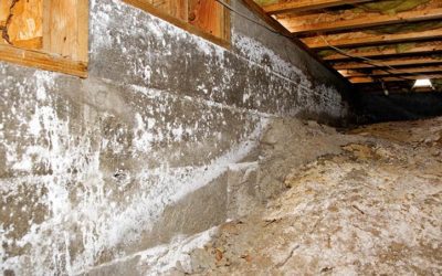 Mold Types And Prevention: A Quick Guide To Mold In Your Home